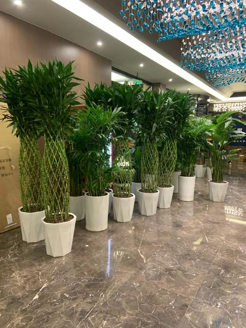 酒店的绿植花卉一般多久养护一次,成都汽车保养多久一次好呢。 新车 酒店的绿植花卉一般多久养护一次,成都汽车保养多久一次好呢。 第2张 酒店的绿植花卉一般多久养护一次,成都汽车保养多久一次好呢。 新车